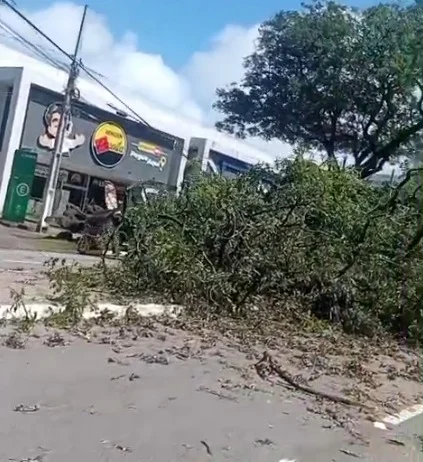 Ventania derruba árvore de grande porte em João Pessoa e bloqueia trânsito
