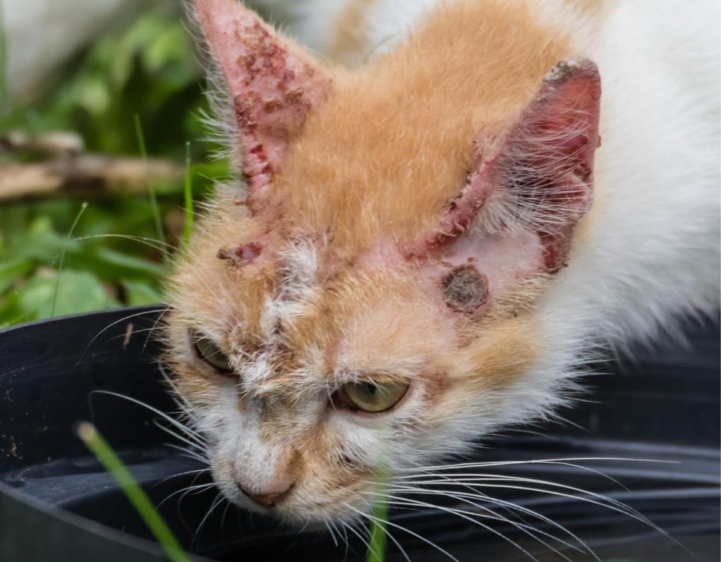 Clínica Veterinária Municipal de Goiana realiza ação para identificar casos suspeitos de esporotricose em gatos