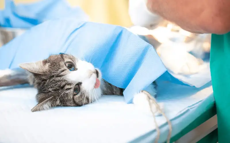Prefeitura de Goiana inicia programa gratuito de castração de cães e gatos